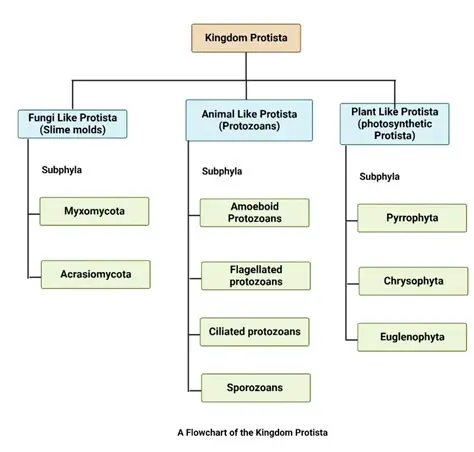 The Evolution of the Protista