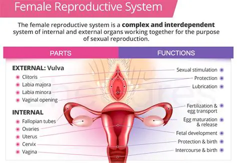The Female Reproductive Organs