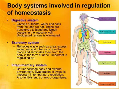 The Five Processes Regulated by Homeostasis