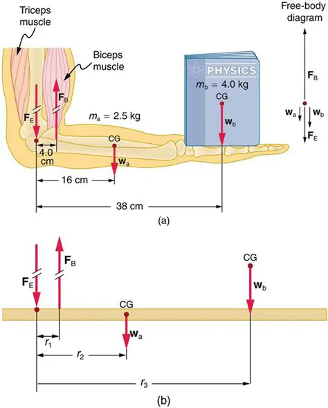 The Forces Involved in Weightlifting