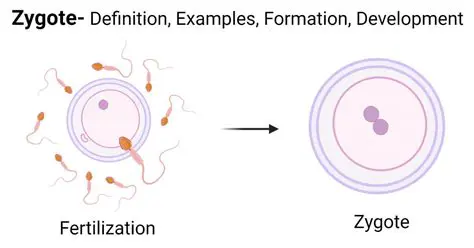 The Formation of the Zygote