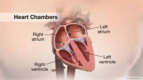 The Four Chambers of the Heart