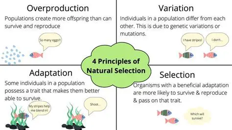 The Four Conditions of Natural Selection