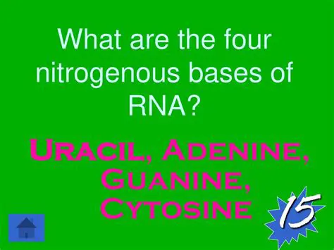 The Four Nitrogenous Bases of RNA