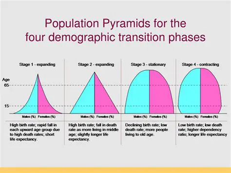 The Four Stages of Population Growth