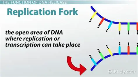 The Function of Helicase in DNA Replication