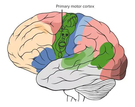 The Function of the Primary Motor Cortex