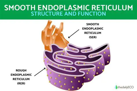 The Function of the Smooth Endoplasmic Reticulum