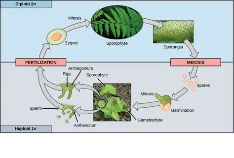 The Gametophyte and Sporophyte Life Cycles