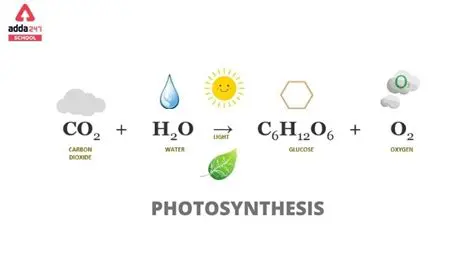 The Generalized Photosynthesis Equation
