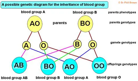 The Genetic Basis of Blood Type