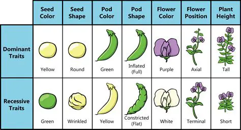 The Genetics of Flower Color in Pea Plants