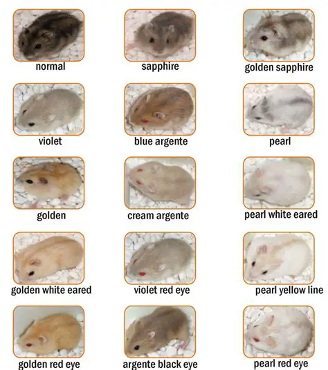 The Genetics of Hamster Color