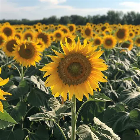 The Genetics of Tall Sunflowers