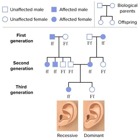 The Genetics of Unattached Earlobes and Cleft Chin