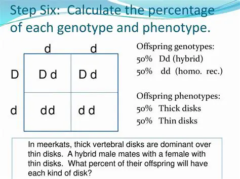 The Genotype of the Offspring