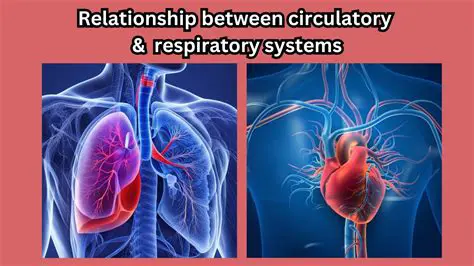 The Harmonious Union of the Cardiovascular and Respiratory Systems
