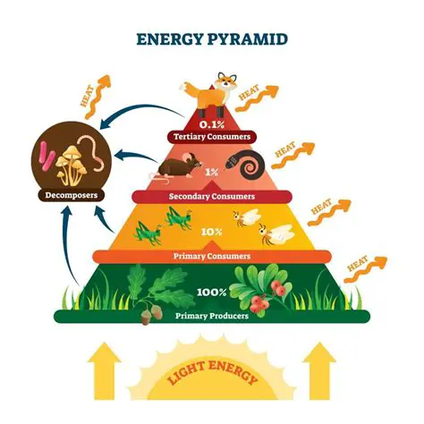 The Hierarchy of Energy Availability in Ecosystems