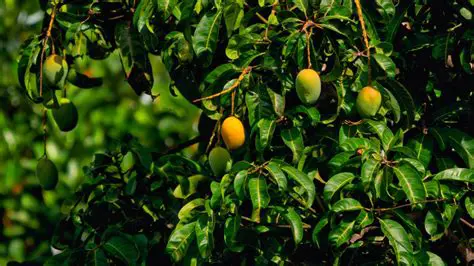 The History and Origin of Mangoes