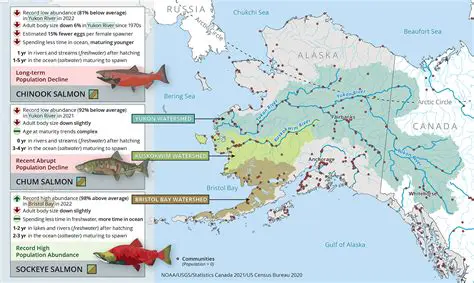 The Impact of an Increased Salmon Population on Bear Populations