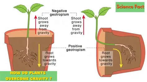The Impact of Bed Size on Plant Growth