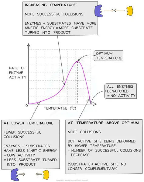 The Impact of Temperature on Carrying Capacity