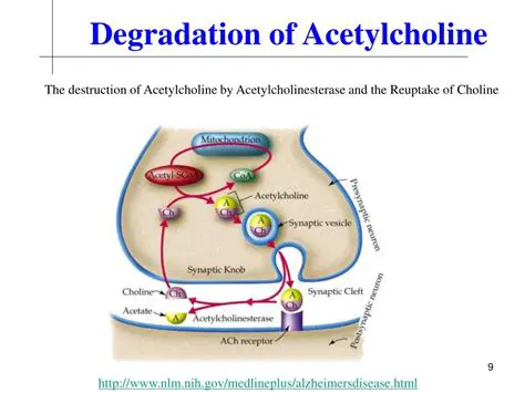 The Importance of Acetylcholine