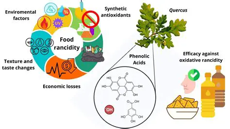 The Importance of Antioxidant Activity