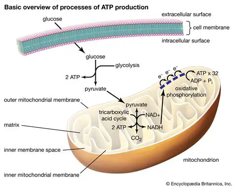 The Importance of ATP and ADP in Cellular Respiration