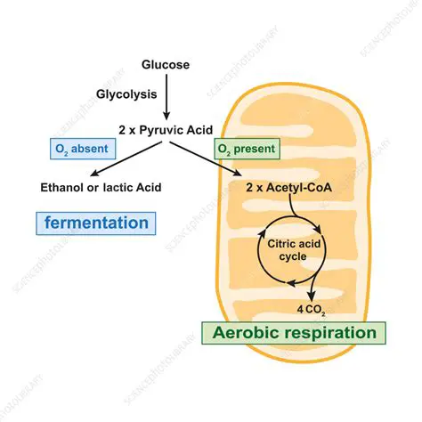 The Importance of ATP in Aerobic Respiration