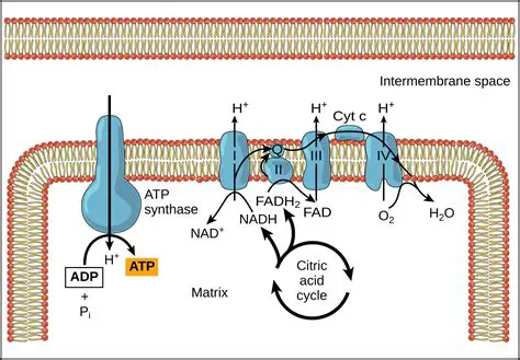The Importance of ATP Synthase