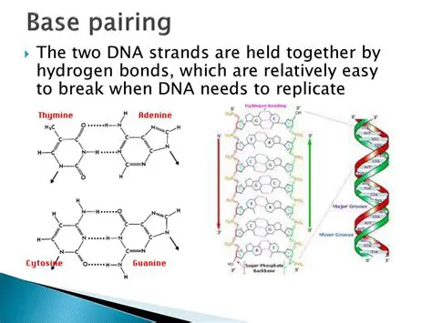 The Importance of Base Pairing in DNA