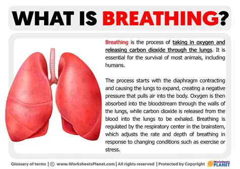 The Importance of Breathing and Oral Structure