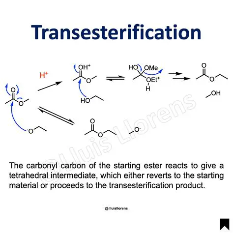 The Importance of Catalysts in Transesterification