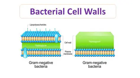 The Importance of Cell Length in Bacteria