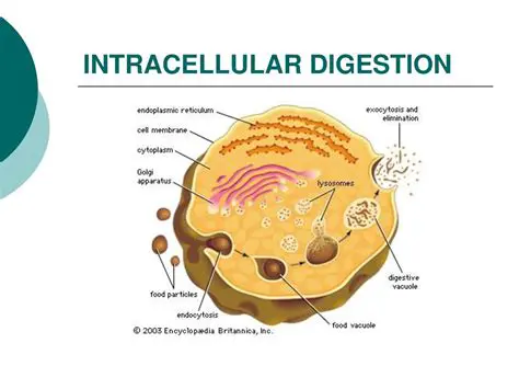 The Importance of Cellular Digestion