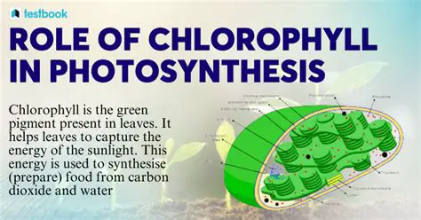 The Importance of Chlorophyll in Photosynthesis