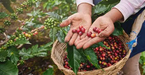 The Importance of Coffee Cultivation in Indonesia
