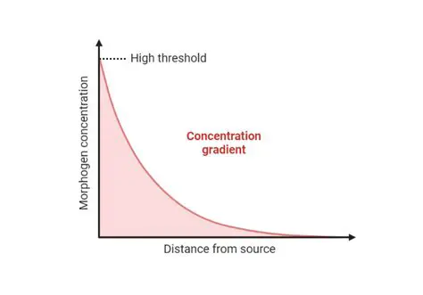 The Importance of Concentration Gradient