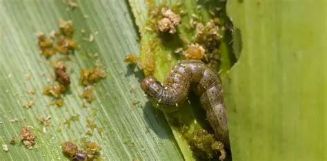 The Importance of Controlling Grayak Caterpillars