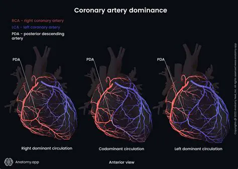 The Importance of Coronary Vessels