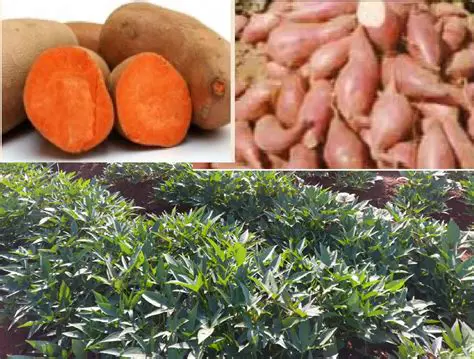 The Importance of Cow Manure in Sweet Potato Production
