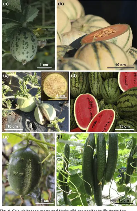 The Importance of Cucurbitaceae Plants in Agriculture