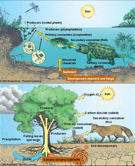 The Importance of Ecosystems