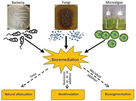 The Importance of Energy Production in Microorganisms