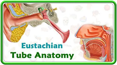 The Importance of Eustachian Tubes in CSOM