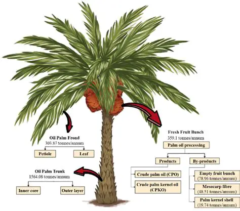 The Importance of Evapotranspiration in Oil Palm Plants
