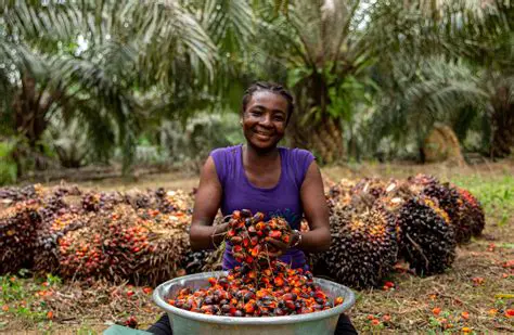 The Importance of Financing for Oil Palm Farmers