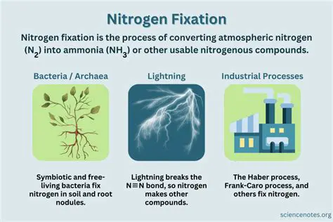 The Importance of Fixation