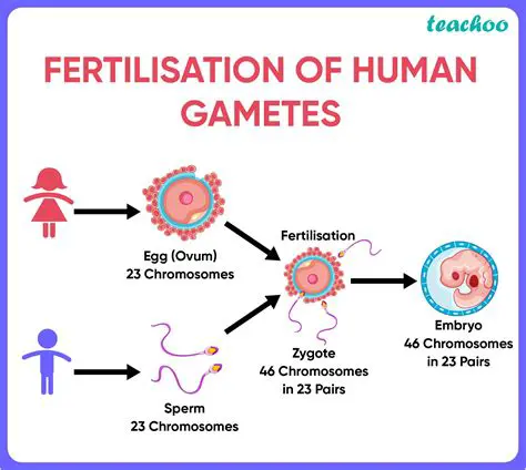 The Importance of Gametes in Reproduction